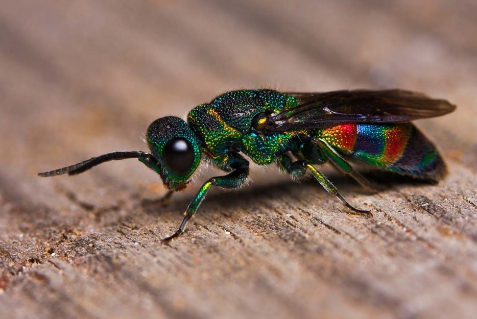 multi-colored cuckoo wasp