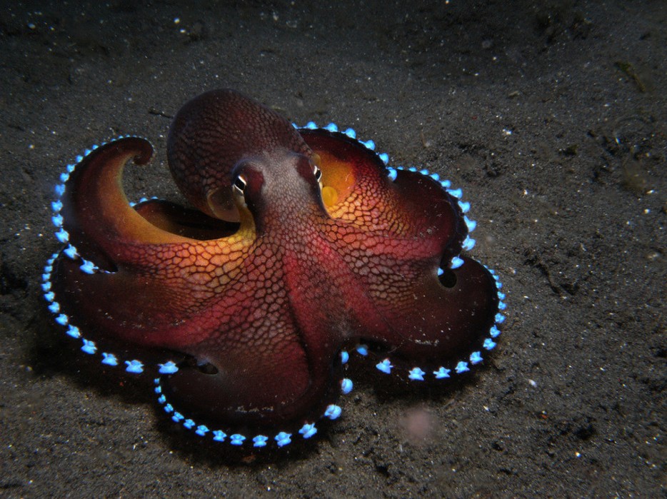 octopus