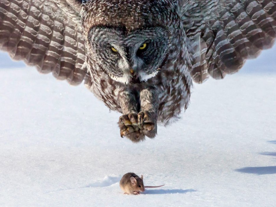 owl and mouse