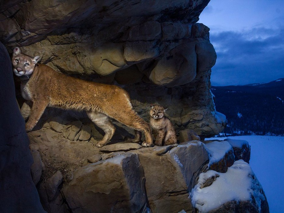 puma