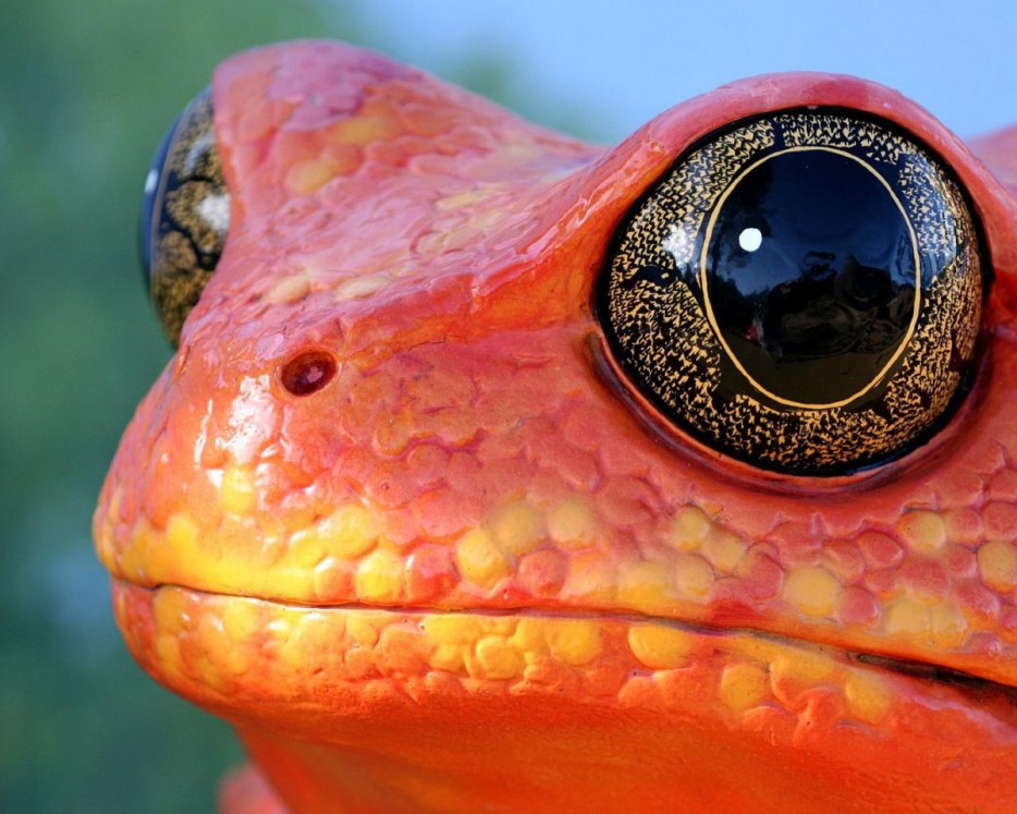 red frog