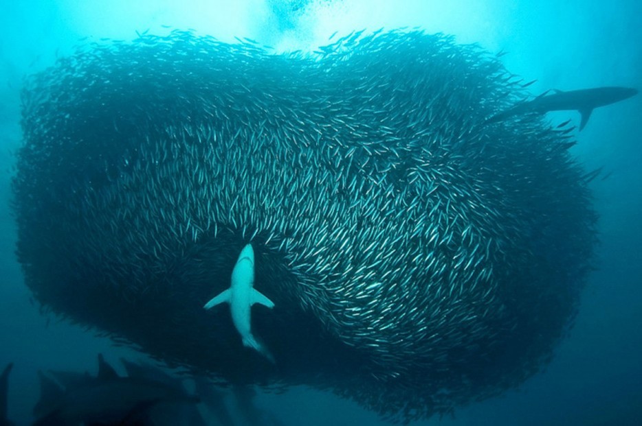sardine run