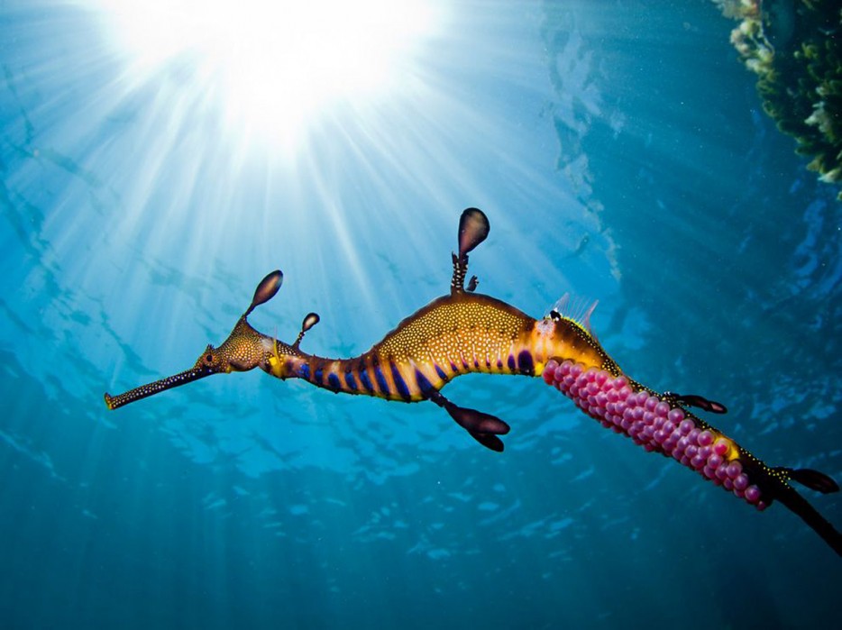 seadragon
