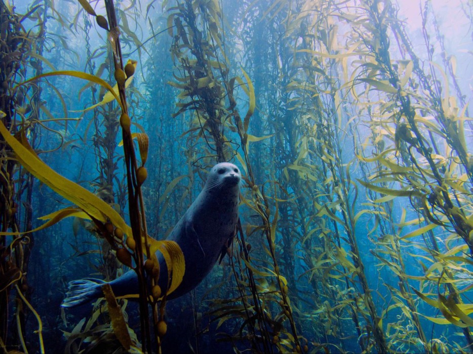 seal