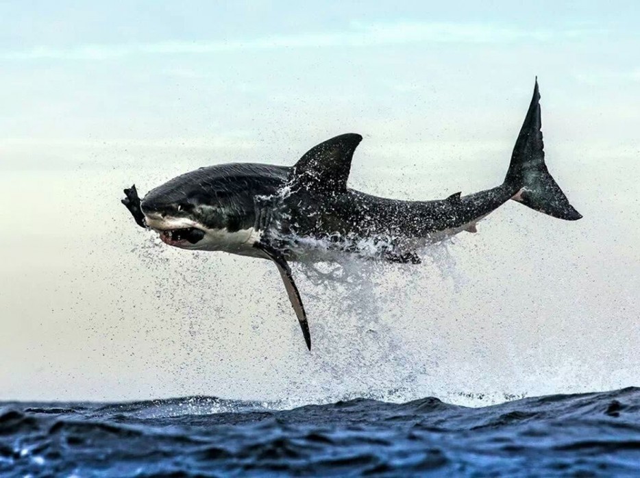 shark