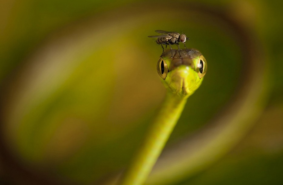 snake and fly