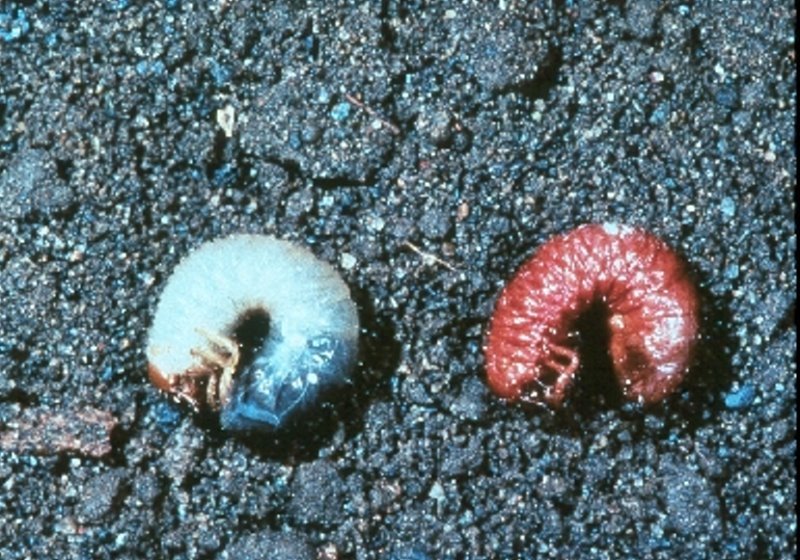 original_heterorhabditis-bacteriophora_j
