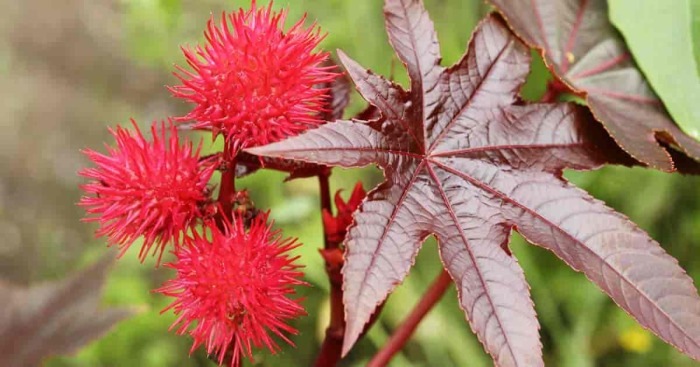 Клещевина обыкновенная (Ricinus communis) — масличное, лекарственное и декоративное садовое растение. \ Фото: wikipedia.org.