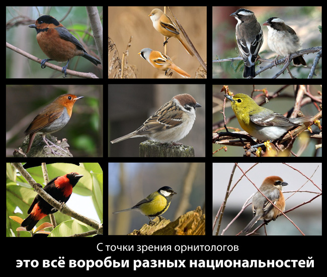 Воробьи