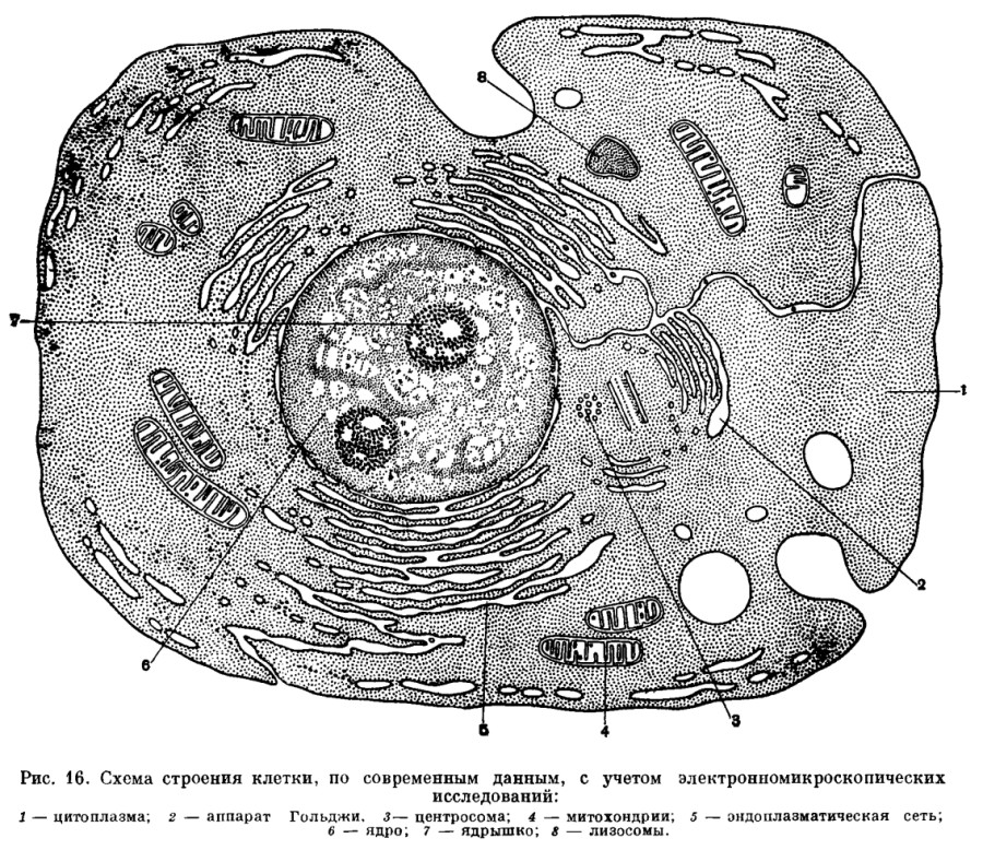 живая клетка