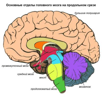 головной мозг головной мозг