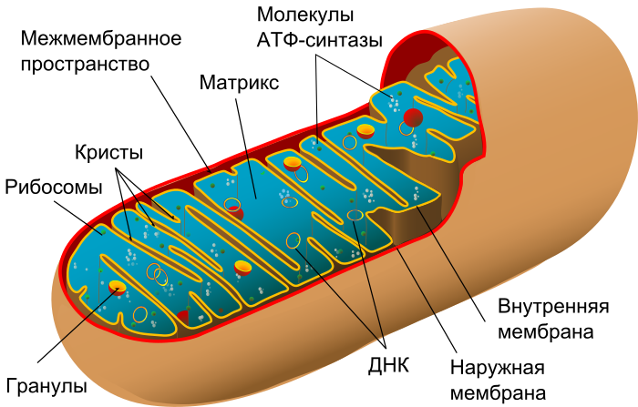 700px-Animal_mitochondrion_diagram_ru.sv
