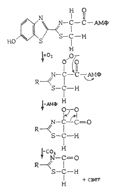 Bioluminescence_reaction_Lampyridae.jpg