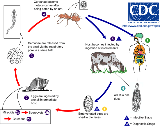 Dicrocoelium_LifeCycle.png