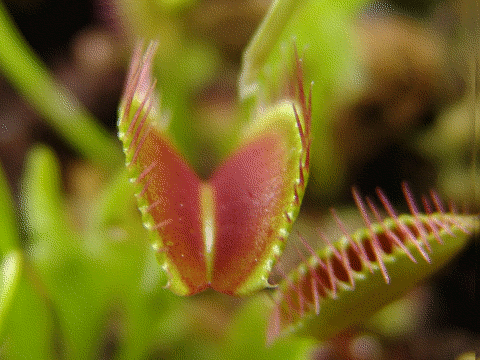 Dionaea_muscipula_closing_trap_animation