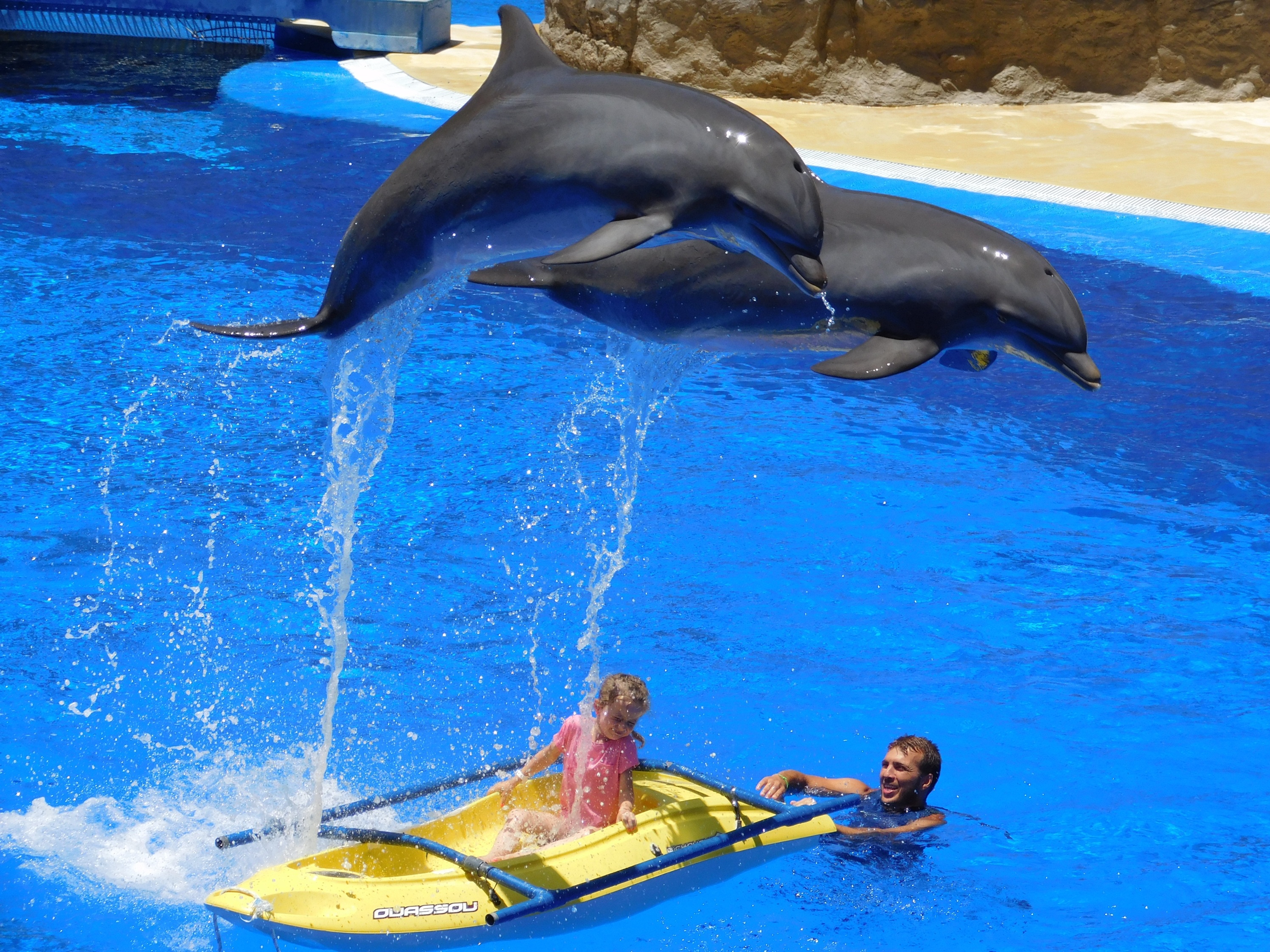 Dolphins-1170342.jpg