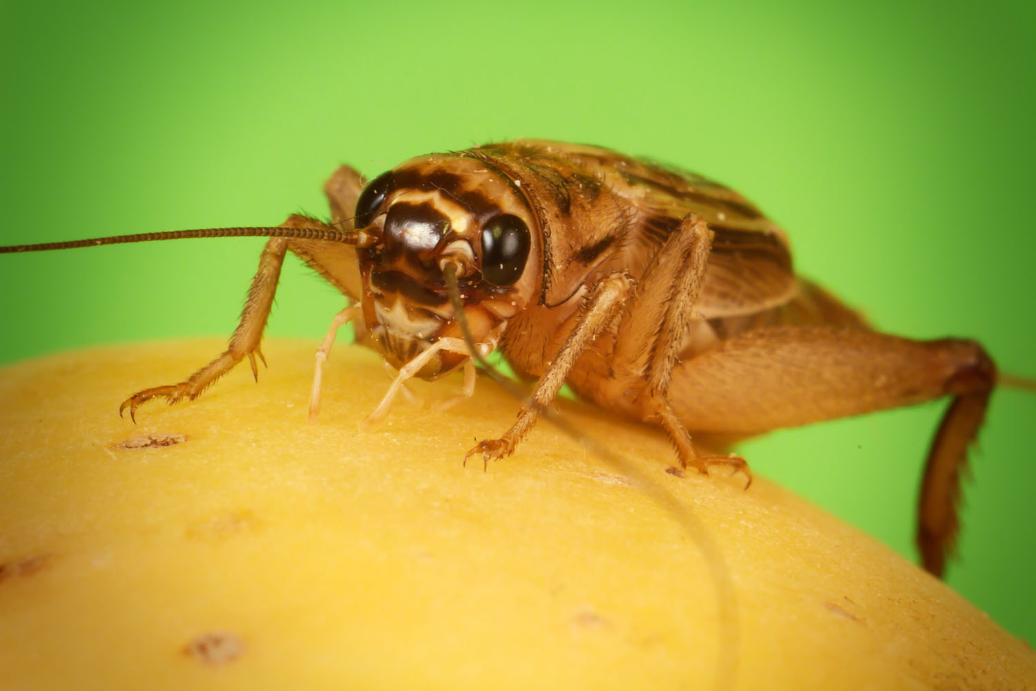 House_cricket_cvrcek_domaci.jpg