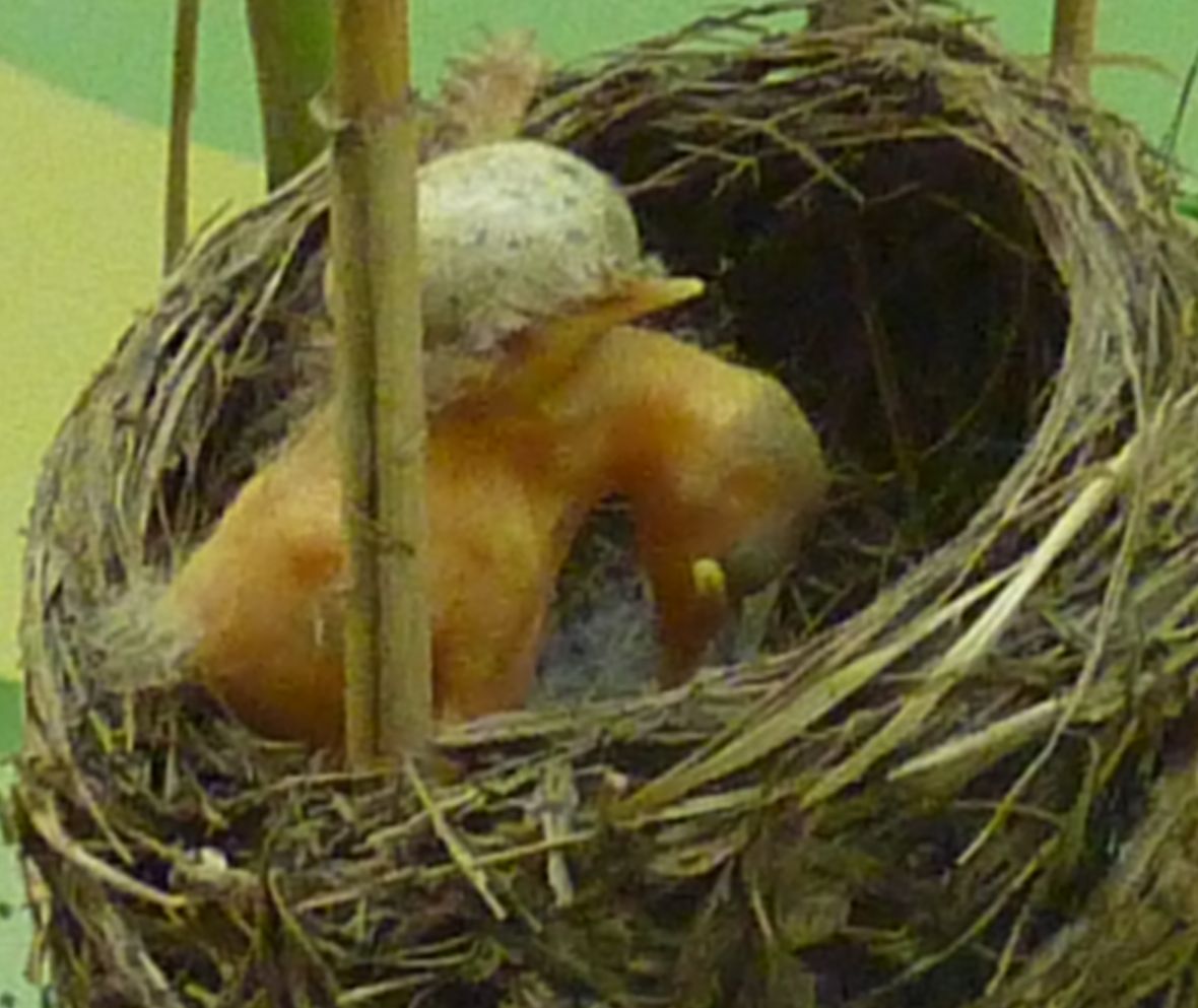 Kuckuck_r%C3%A4umt_Nest_aus.jpg
