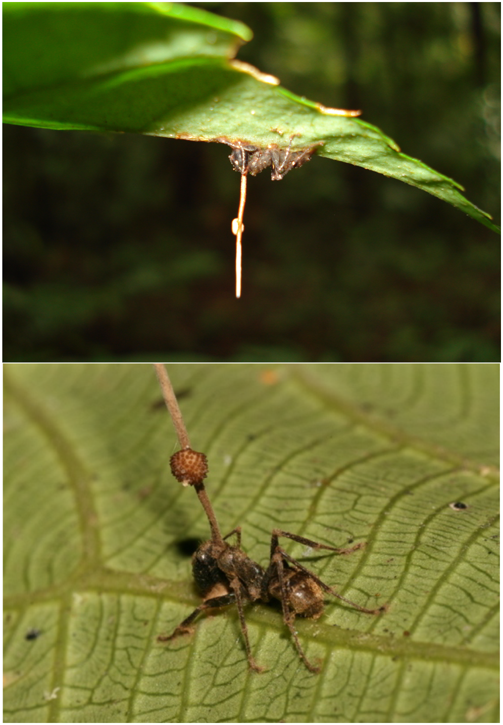 Ophiocordyceps_unilateralis.png