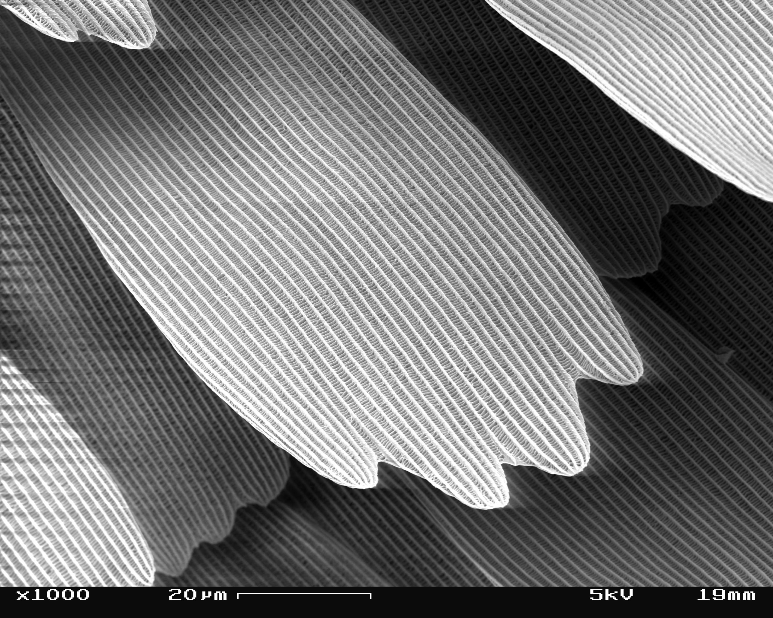 SEM_image_of_a_Peacock_wing%2C_slant_vie
