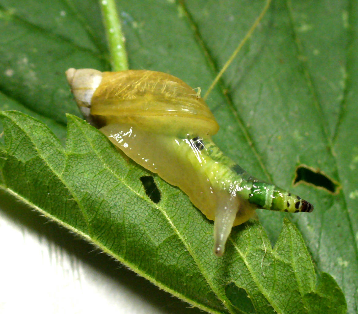 Succinea_mit_Leucocholoridium.jpg