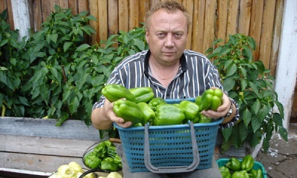 Удивительный огород Игоря Лядова