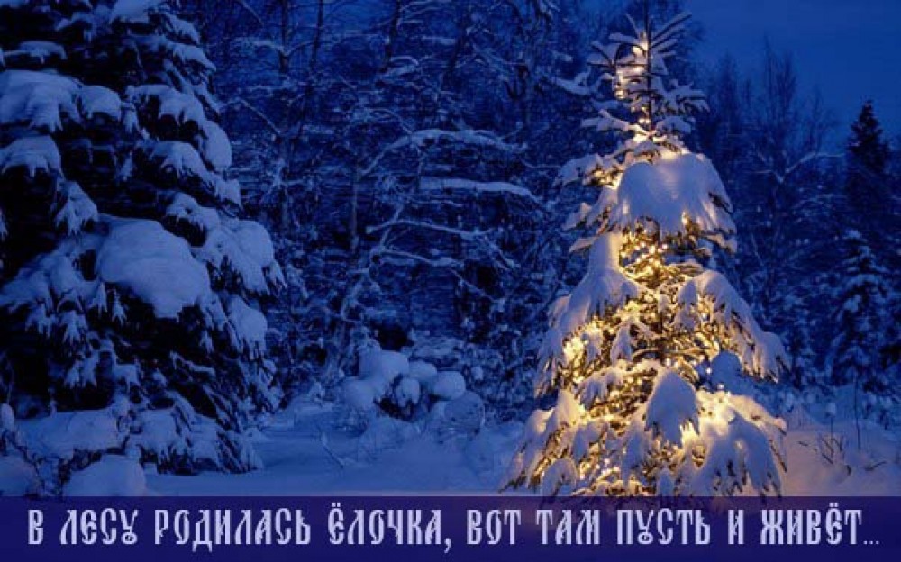 Откуда пришла новогодняя ёлка?